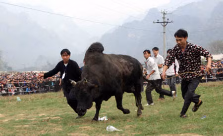 Lễ hội chọi bò Bảo Lâm ảnh 4