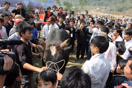 Lễ hội chọi bò Bảo Lâm ảnh 5