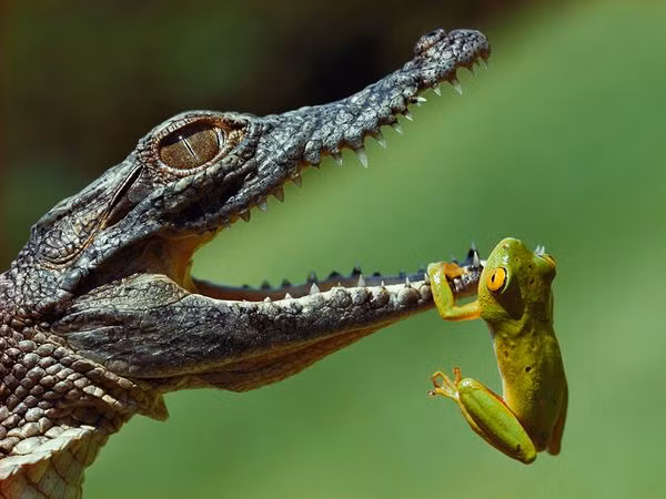 13 sinh vật nước ngọt 'đáng sợ' nhất hành tinh ảnh 5