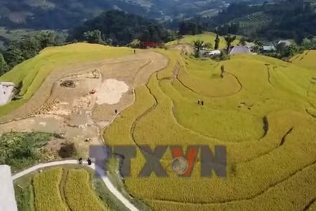 Xà Phìn - mùa vàng bên mái rêu