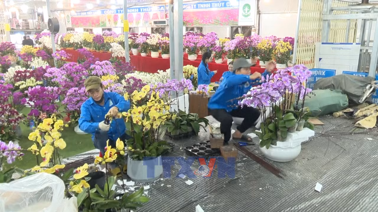 Sắc xuân từ các làng hoa, cây cảnh truyền thống