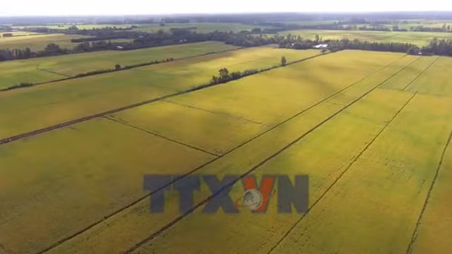 Tăng tốc mở rộng diện tích lúa giảm phát thải