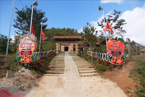 Phát triển quả hồng vành khuyên gắn với du lịch trải nghiệm