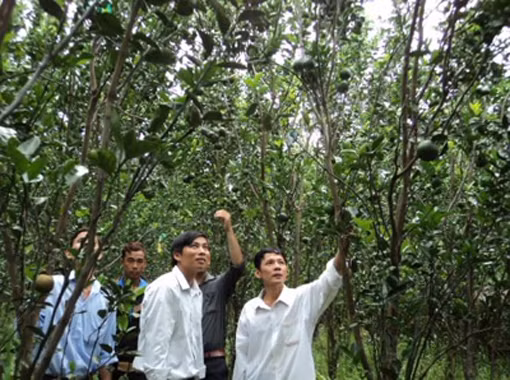 Làm giàu từ mô hình trồng cam ảnh 1