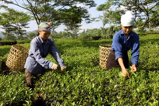 Chiến khu xưa từng ngày đổi mới ảnh 1
