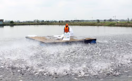 Nhiều cơ hội cho cá tra vào châu Âu ảnh 1