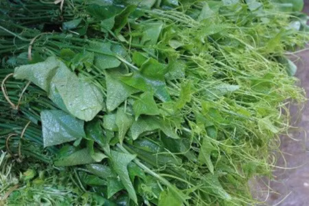 Tràn lan rau núp bóng “su su Tam Đảo” ảnh 1