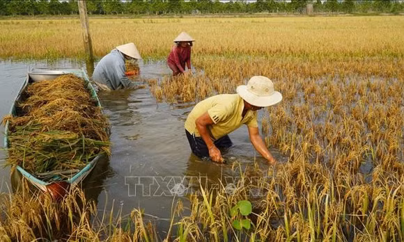 Nước ngập sâu, nông dân Đồng Tháp gặp khó khi thu hoạch lúa