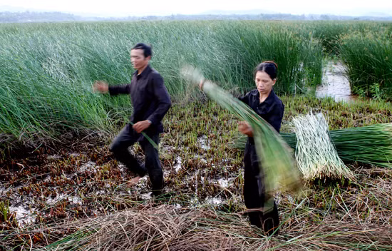 Nghề dệt chiếu cói Phú Tân ảnh 1