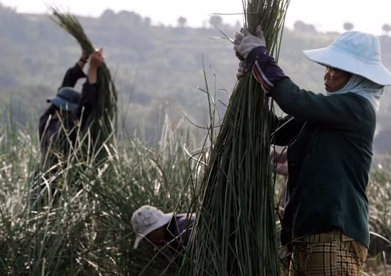 Nghề dệt chiếu cói Phú Tân ảnh 2