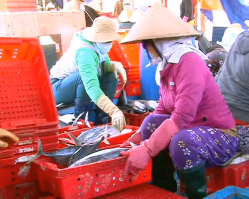 Những “kình ngư”, “sói biển”Hoàng Sa ảnh 1
