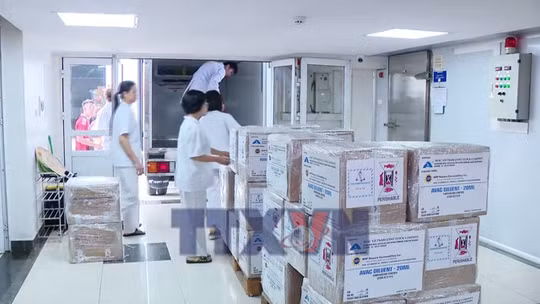 Chuyên gia quốc tế nói gì về vaccine tả lợn châu Phi của Việt Nam?