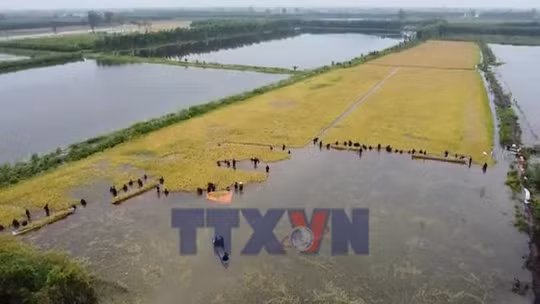 Tây Ninh: Nước lũ dâng, đe dọa sản xuất ở vùng Đồng Tháp Mười