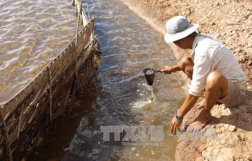 Nuôi artemia cho hiệu quả kinh tế cao ảnh 1