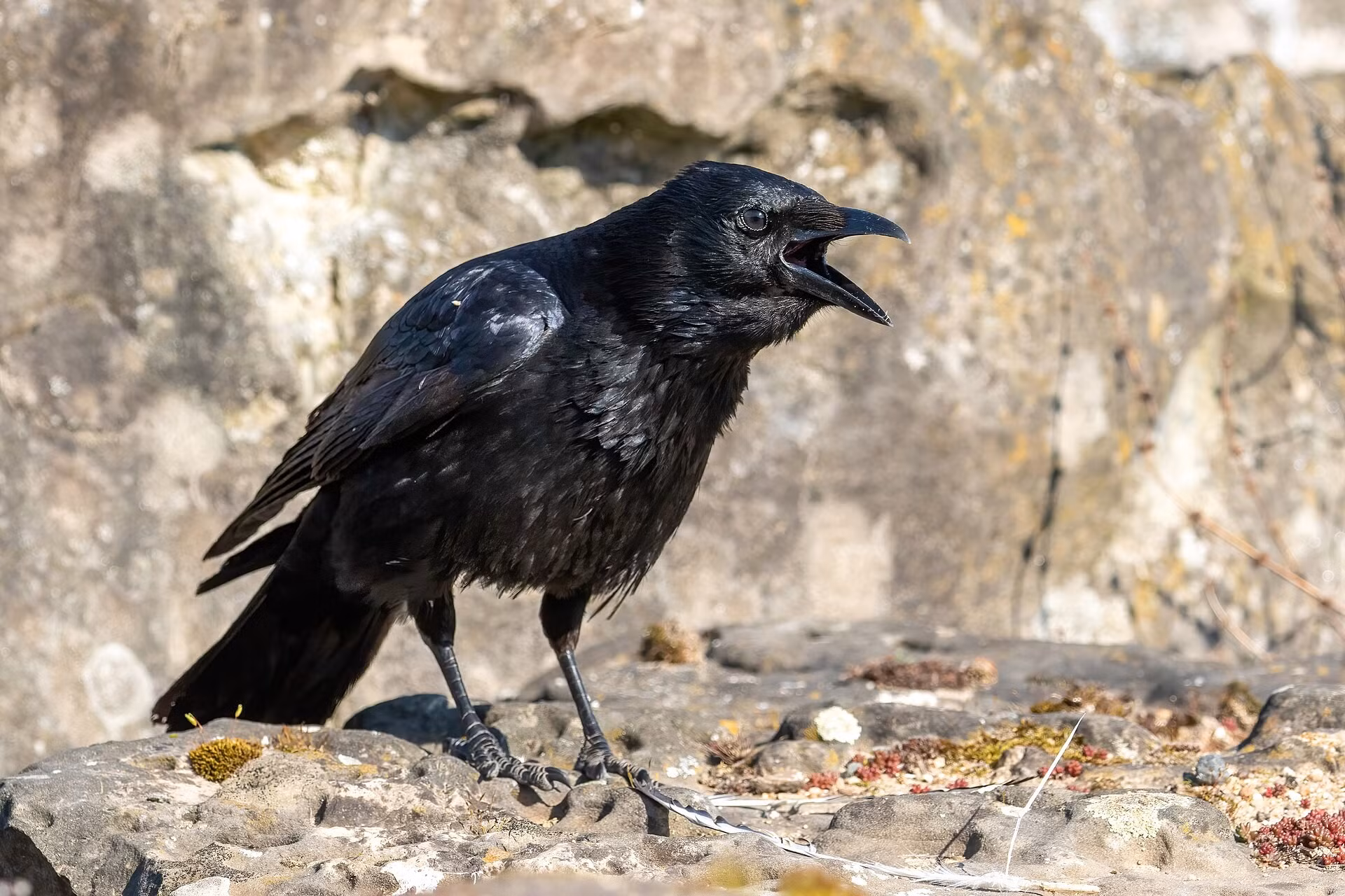 carrion-crow-calling-01.jpg