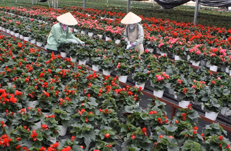 Sắc hoa Đà Lạt ảnh 5