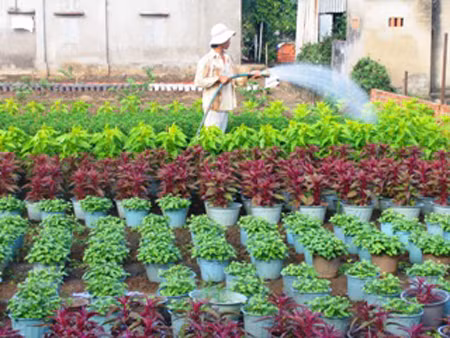 Làng hoa Phúc Nhạc vào vụ Tết ảnh 1