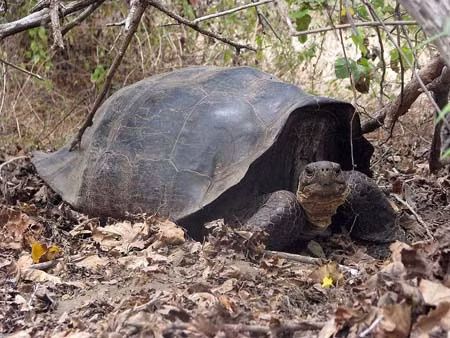Rùa khổng lồ tại Galapagos chưa tuyệt chủng ảnh 1