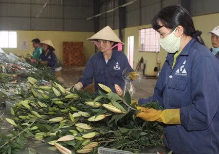 Sắc hoa Đà Lạt ảnh 1