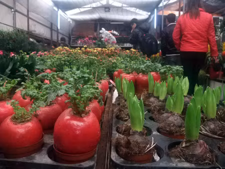 Chợ hoa Quảng An ảnh 12