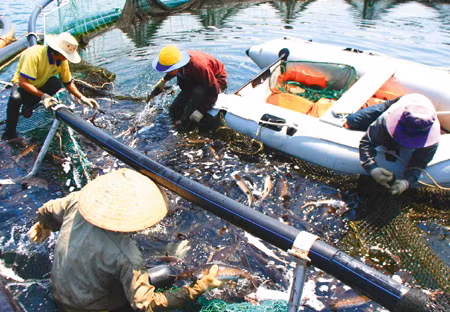 Nuôi thủy đặc sản trên lòng hồ thủy điện, thủy lợi - hướng phát triển kinh tế đầy triển vọng ảnh 1