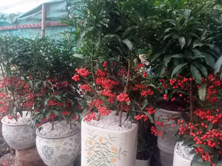 Chợ hoa Quảng An ảnh 16
