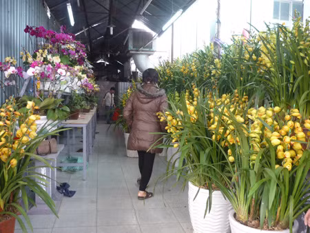 Chợ hoa Quảng An ảnh 2