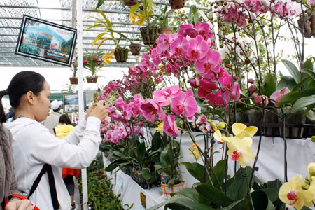 Hoa Tết Đà Lạt “xuống” phố ảnh 1
