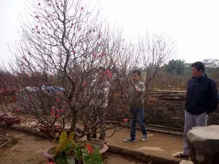Thị trường hoa, cây cảnh sát Tết: Đào, quất đã sẵn sàng ảnh 1