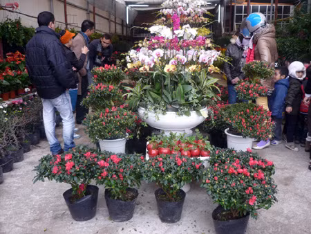 Chợ hoa Quảng An ảnh 1