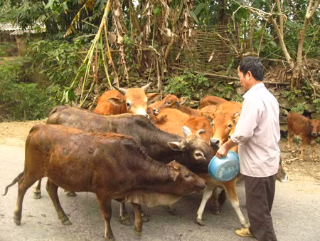 “Vua bò” Pắc Nặm làm giàu ở huyện nghèo nhất nước ảnh 1