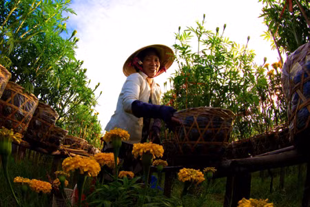 Hoa Sa Đéc rộn ràng khoe sắc ảnh 5