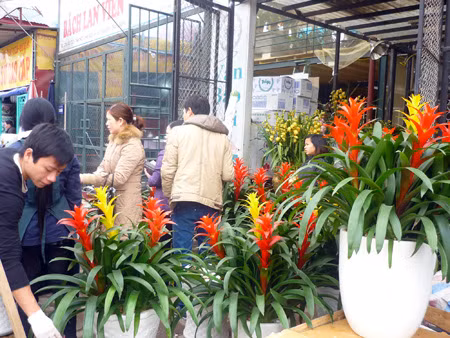 Chợ hoa Quảng An ảnh 8