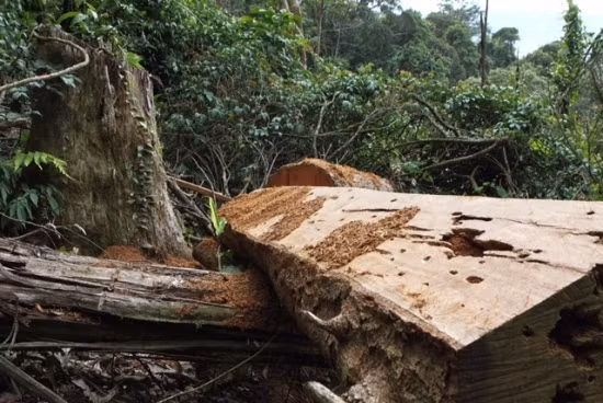 Đau lòng gỗ quý khu rừng giáp ranh Đắk Lắk và Gia Lai bị tận diệt ảnh 5