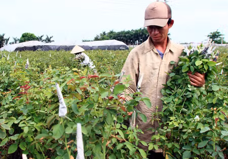 Phát triển thương hiệu hoa hồng tại Mê Linh, Hà Nội ảnh 1