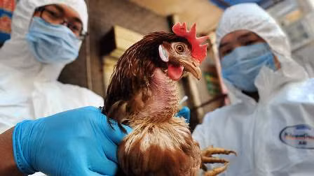 Chủng virus cúm gia cầm phát hiện tại Anh là H5N8 ảnh 1