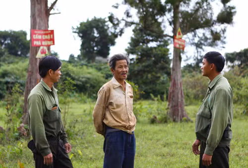 Những cây thuỷ tùng nguy cơ tuyệt chủng sót lại ở Việt Nam ảnh 6