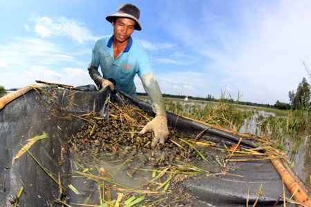 Nguồn thu trong mùa nước nổi ảnh 1