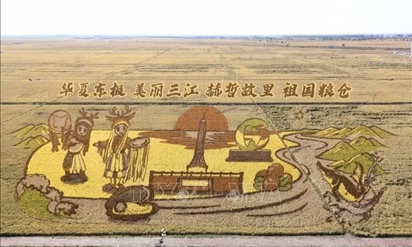 Chiêm ngưỡng “bức tranh phong cảnh vàng óng” tại Hắc Long Giang 
