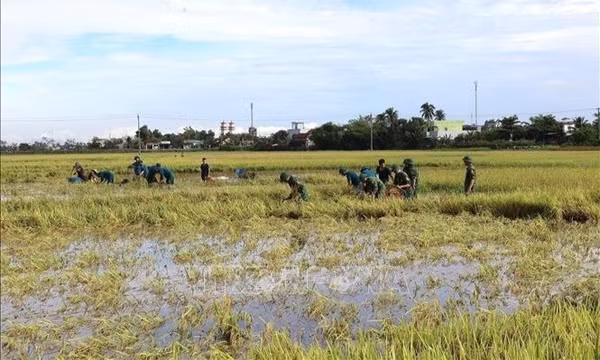 Đắk Lắk khẩn trương thu hoạch lúa, hoa màu tránh thiệt hại do mưa lớn