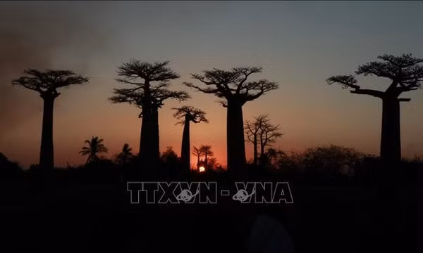 Cây bao báp - Biểu tượng thiên nhiên độc đáo của Madagascar