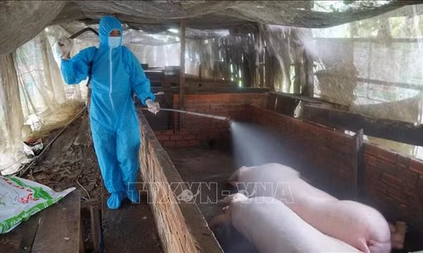 Cà Mau khoanh vùng, giám sát chặt các ổ dịch tả lợn châu Phi