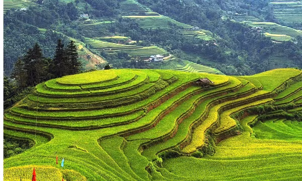 Mùa vàng trải sóng ở Hoàng Su Phì