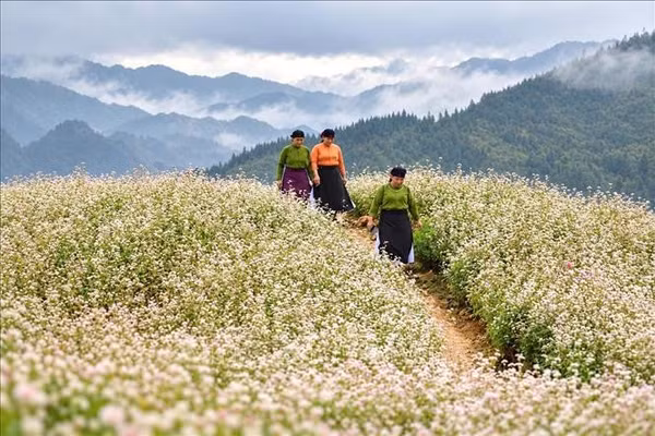 Sắc hoa tam giác mạch dưới chân Cột cờ Tổ quốc
