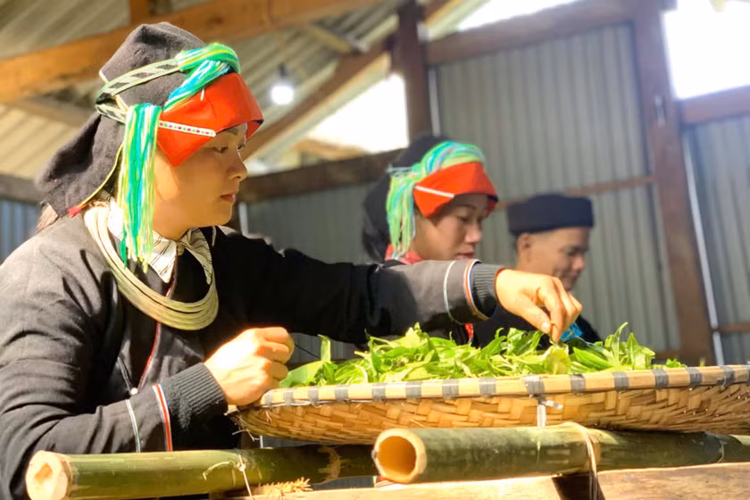Chè Shan tuyết cổ thụ Xà Phìn khẳng định giá trị, mở rộng đầu ra
