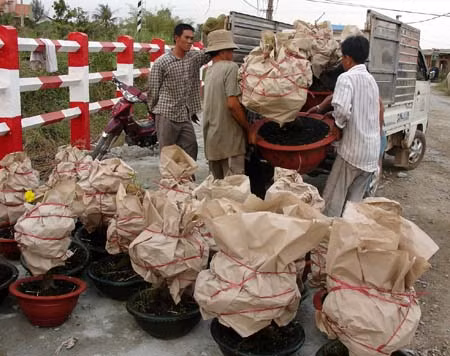Hoa, cây cảnh: Giá không tăng, hàng “độc” hút khách ảnh 1