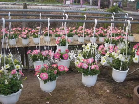 Hơn 2,5 triệu giỏ hoa kiểng phục vụ tết ảnh 1