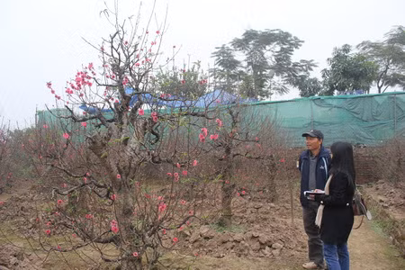 Đào Nhật Tân khoe sắc trong giá rét ảnh 2