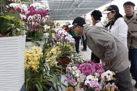 Hoa Đà Lạt loay hoay tìm hướng xuất khẩu ảnh 1