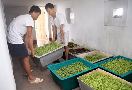 Nhịp sống trên đảo Thuyền Chài (Trường Sa) ảnh 8